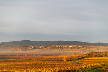 Fototapeta na wymiar vineyard in the morning