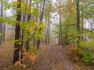 Fragment of autumn oak and pine forest in foggy morning