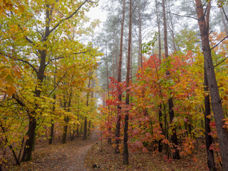Fototapeta premium Fragment of autumn oak and pine forest in foggy morning