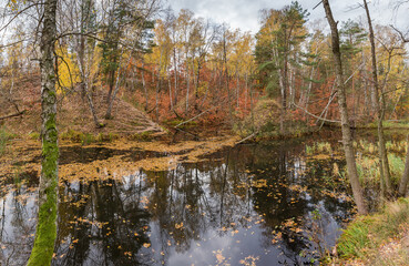 Fototapeta na wymiar Small forest lake with hilly banks in overcast autumn morning