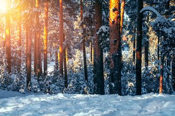 A winter forest scenery with sun shining trough the trees.