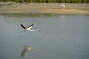 Flamingos wings