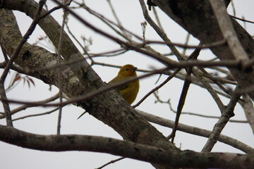 Earth canary, bird standing out against the backdrop of a dry tree with many branches.
