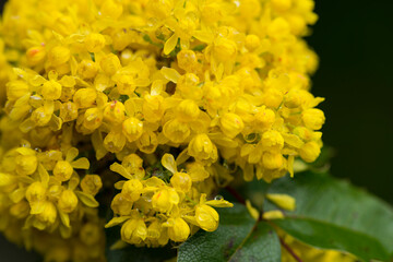 Gewöhnliche Mahonie oder Stechdornblättrige Mahonie (Mahonia aquifolium)