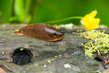 Rote Wegschnecke (Arion rufus)