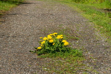  
Gewöhnlicher Löwenzahn (Taraxacum sect. Ruderalia) auf einem Wanderweg 

