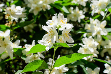 Fresh delicate white flowers and green leaves of Philadelphus coronarius ornamental perennial plant, known as sweet mock orange or English dogwood, in a garden in a sunny summer day