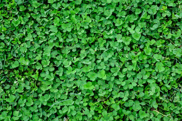 Fototapeta premium Background of many clover or trefoil (Trifolium) vivid green leaves in a sunny spring day, beautiful outdoor monochrome floral background.