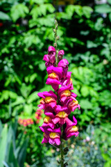 Many vivid pink dragon flowers or snapdragons or Antirrhinum in a sunny spring garden, beautiful outdoor floral background photographed with soft focus.