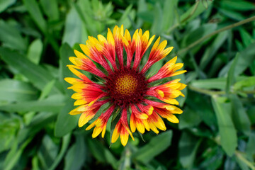 One vivid yellow and orange Gaillardia flower, common known as blanket flower,  and blurred green leaves in soft focus, in a garden in a sunny summer day, beautiful outdoor floral background.