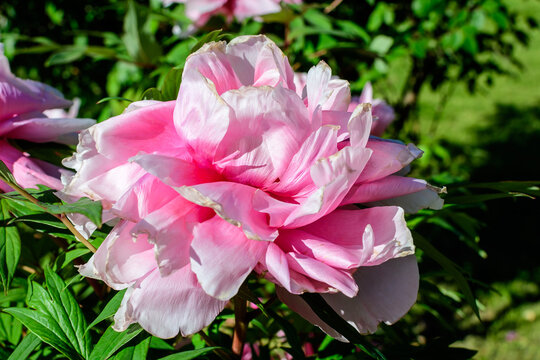 Bush with one large delicate pink peony flowers in direct sunlight, in a Scotish garden in a sunny spring day, beautiful outdoor floral background photographed with selective focus.
