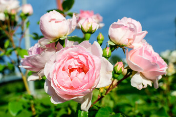 Large green bush with many fresh vivid pink roses and green leaves in a garden in a sunny summer day, beautiful outdoor floral background photographed with soft focus.