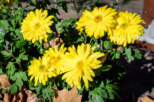 Many vivid yellow Chrysanthemum flowers and small blooms in a garden in a sunny autumn day, beautiful colorful outdoor background photographed with soft focus