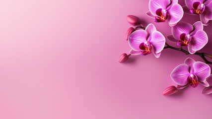 Pink orchids on a pink background. Space for text.