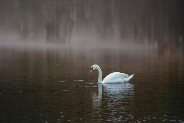 A graceful white swan swimming on an autumn lake with dark water. The white swan is reflected in...