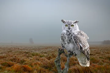 Photo sur Plexiglas Harfang des neiges A snowy owl perched on a tree stump on an empty field in november