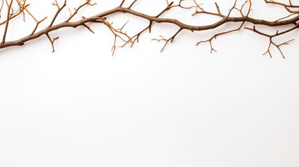 dry branches on a white background with space for text. - obrazy, fototapety, plakaty