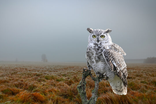 A snowy owl perched on a tree stump on an empty field in november