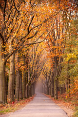 Country road in beautiful autumn colors