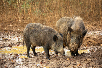 Naklejka na ściany i meble Wild boars in a mud pool in the forest