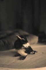 young magpie on a table