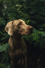Weimaraner dog among fern