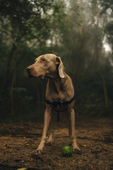 Weimaraner dog in the woods 
