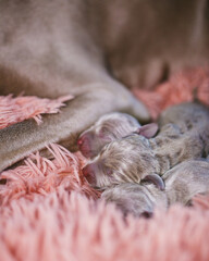 Recently born Weimaraner Puppy sleeping