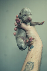 Recently born Weimaraner Puppy in a hand of a man