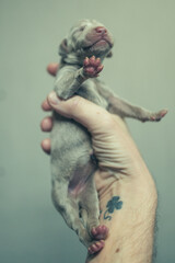 Recently born Weimaraner Puppy in a hand of a man