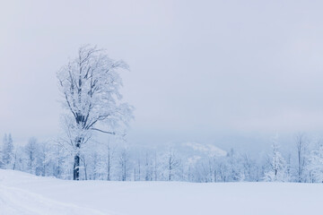 Fototapeta na wymiar Górzysty krajobraz zimowy, biały śnieg, Beskidy