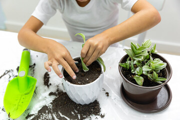 Cute little girl transplants flowers and houseplants. a child girl with blonde curly hair takes care of home flowers. Earth Day. Family leisure,home gardening, hobby concept.