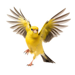 front view of American Goldfinch bird with wings open and landing  isolated on a white transparent background  - obrazy, fototapety, plakaty
