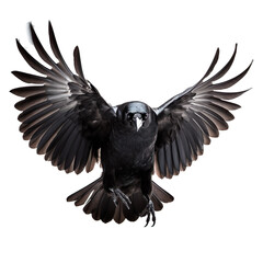 front view of American Crow. bird with wings open and landing  isolated on a white transparent background 
