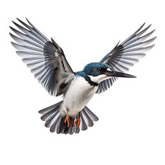front view of Belted Kingfisher bird with wings open and landing  isolated on a white transparent background 
