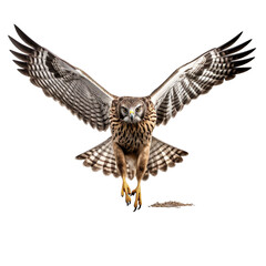 front view of Northern Harrier bird with wings open and landing  isolated on a white transparent background 