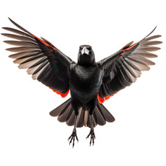 front view of Red-winged Blackbird bird with wings open and landing  isolated on a white transparent background 