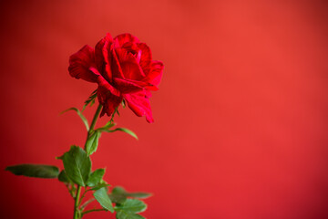 Flowers of beautiful blooming red rose on red background.