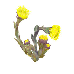 Spring Tussilago farfara flowers botanical illustration, yellow flowers watercolor illustration hand-drawn, medicinal plant, for design, decor - obrazy, fototapety, plakaty