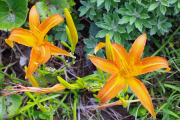 野生に咲くオレンジ色の百合の花
