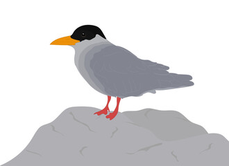 River tern standing on rock. Flat illustration bird of Sterna aurantia. Ranganathittu Bird isolated on white background. Vector illustration in cartoon style of Indian river tern.