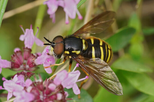 Closeup on a Yellow barred Peat hoverfly, Sericomyia silentis on a purple Common thyme flower