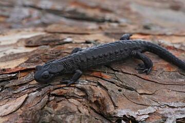 Closeup on the charcoal black Alpine salamander, Salamandra atra in the Austrian Carinthian Alps sitting on wood