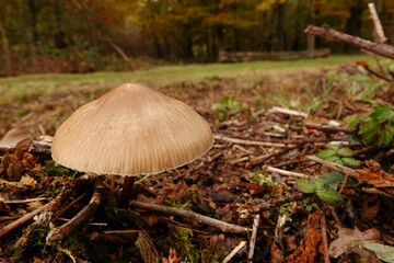 Closeup on a Rosy-gill fairy helmet mushroom, Mycena galericulata, emerging form the forest floor