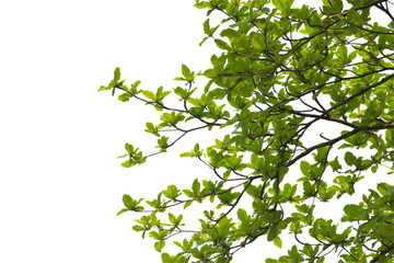 green leaf isolated on white background.