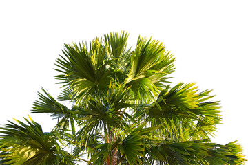 Plam tree branch isolated with white background.