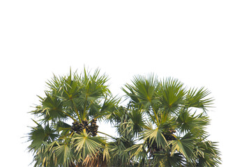 Plam tree branch isolated with white background.