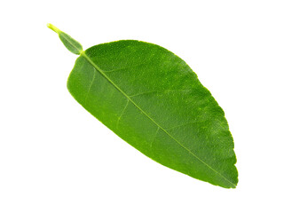 green leaf isolated on white background.