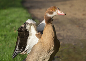 Young Egyptian goose (Alopochen aegyptiaca)  with spread wings