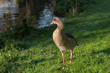 An adult male Egyptian goose (Alopochen aegyptiaca) stands i on a green meadow and looks at the water